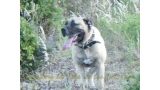 Dogo Canario. Ambar De La Isla De Los Volcanes.