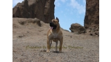 Dogo Canario. Turco De La Isla De Los Volcanes con 12 meses.