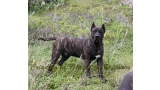 Dogo Canario. FRANCO DE LA ISLA DE LOS VOLCANES de cachorro.