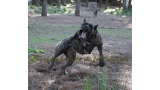 Dogo Canario. Cora De La Isla De Los Volcanes. Prueba de Trabajo.