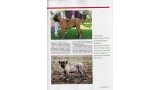 Dogo Canario. Pagina 19.