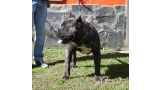 Dogo Canario. Cacho De La Isla De Los Volcanes.