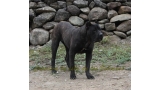 Dogo Canario. Pantera De La Isla De Los Volcanes.