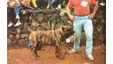 Dogo Canario. Taucho.