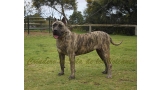 Dogo Canario. Ekaiza De La Isla De Los Volcanes.