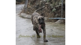 Dogo Canario. Kaifa De La Isla De Los Volcanes.