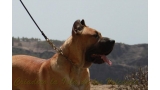 Dogo Canario. Turco De La Isla De Los Volcanes con 12 meses.