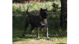 Dogo Canario. Yuma De La Isla De Los Volcanes en 2015.
