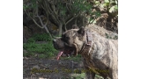 Dogo Canario. Faina De La Isla De Los Volcanes.