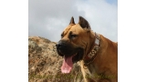 Dogo Canario. Tajan De La Isla De Los Volcanes.
