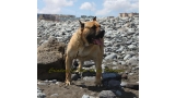 Dogo Canario. Turco De La Isla De Los Volcanes. Ultimas fotos.