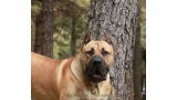 Dogo Canario. Turco De La Isla De Los Volcanes con 12 meses.