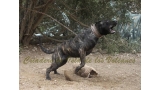 Dogo Canario. Yuma De La Isla De Los Volcanes.