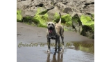 Dogo Canario. Estela De La Isla De Los Volcanes.