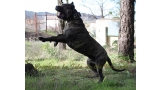 Dogo Canario. FRANCO DE LA ISLA DE LOS VOLCANES con 20 meses.