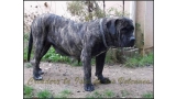 Dogo Canario. Leska De La Isla De Los Volvanes.