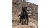 Dogo Canario. Yuma De La Isla De Los Volcanes en 2013.