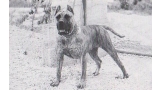 Dogo Canario. Agarfa.