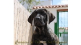 Dogo Canario. FANNY DE LA ISLA DE LOS VOLCANES.
