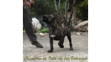 Dogo Canario. Cora De La Isla De Los Volcanes con 4 meses.
