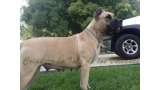 Dogo Canario. Reina De La Isla De Los Volcanes.