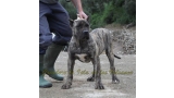 Dogo Canario. LLAIMA DE LA ISLA DE LOS VOLCANES.