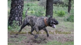 Dogo Canario. Faraon De La Isla De Los Volcanes.
