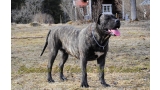 Dogo Canario. Ulka De La Isla De Los Volcanes.