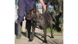 Dogo Canario. FANNY DE LA ISLA DE LOS VOLCANES con 8 meses.