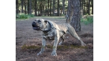 Dogo Canario. Estela De La Isla De Los Volcanes con 20 meses.