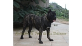 Dogo Canario. Yuma De La Isla De Los Volcanes.