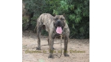 Dogo Canario. Faraon De La Isla De Los Volcanes.