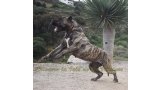 Dogo Canario. LLAIMA DE LA ISLA DE LOS VOLCANES.