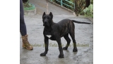 Dogo Canario. King De La Isla De Los Volcanes.