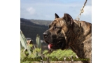 Dogo Canario. Faraon De La Isla De Los Volcanes con 17 meses.