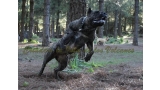 Dogo Canario. Cora De La Isla De Los Volcanes. Prueba de Trabajo.