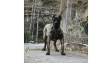 Dogo Canario. Havana De La Isla De Los Volcanes.
