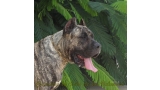 Dogo Canario. LLAIMA DE LA ISLA DE LOS VOLCANES con 24 meses.