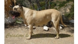 Dogo Canario. Khiara De La Isla De Los Volcanes.