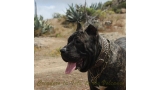 Dogo Canario. Yuma De La Isla De Los Volcanes en 2014.