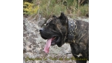 Dogo Canario. FRANCO DE LA ISLA DE LOS VOLCANES.