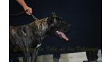 Dogo Canario. Cenia De La Isla De Los Volcanes.