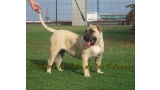 Dogo Canario. Vicky De La Isla De Los Volcanes con 6 meses.