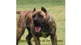 Dogo Canario. Lancelot De La Isla De Los Volcanes.