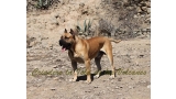 Dogo Canario. Turco De La Isla De Los Volcanes.