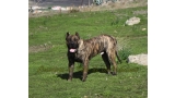 Dogo Canario. Faraon De La Isla De Los Volcanes con 17 meses.
