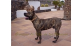 Dogo Canario. Falko De La Isla De Los Volcanes.