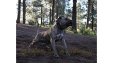 Dogo Canario. Estela De La Isla De Los Volcanes con 20 meses.