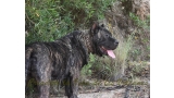 Dogo Canario. Yuma De La Isla De Los Volcanes en 2014.