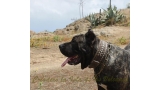 Dogo Canario. Yuma De La Isla De Los Volcanes en 2014.